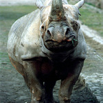 Drobeček
